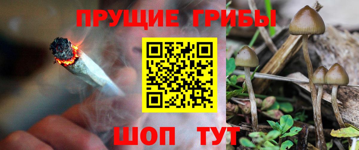 Псилоцибиновые грибы Psilocybine cubensis  Вход с VPN  Камышин 